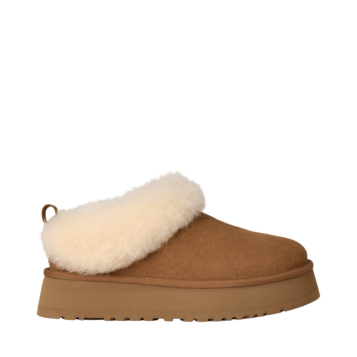 W Tazzelle - CHE Chestnut