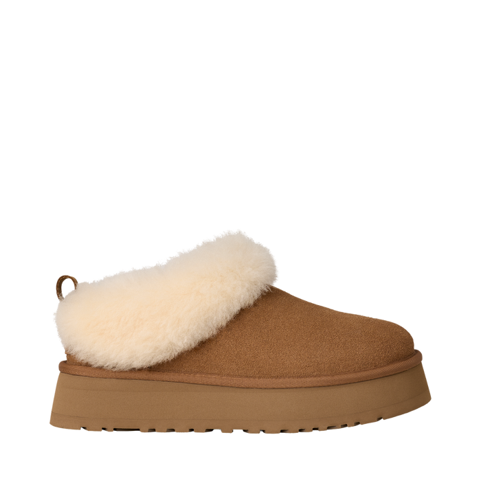 W Tazzelle - CHE Chestnut