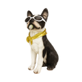 Dolph Dog - -