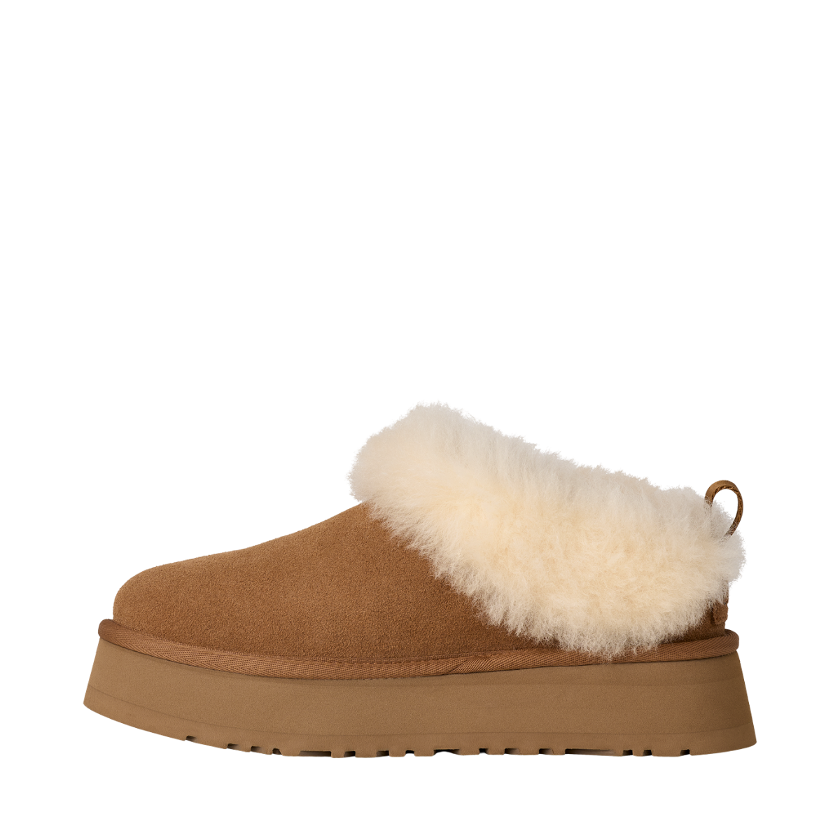 W Tazzelle - CHE Chestnut