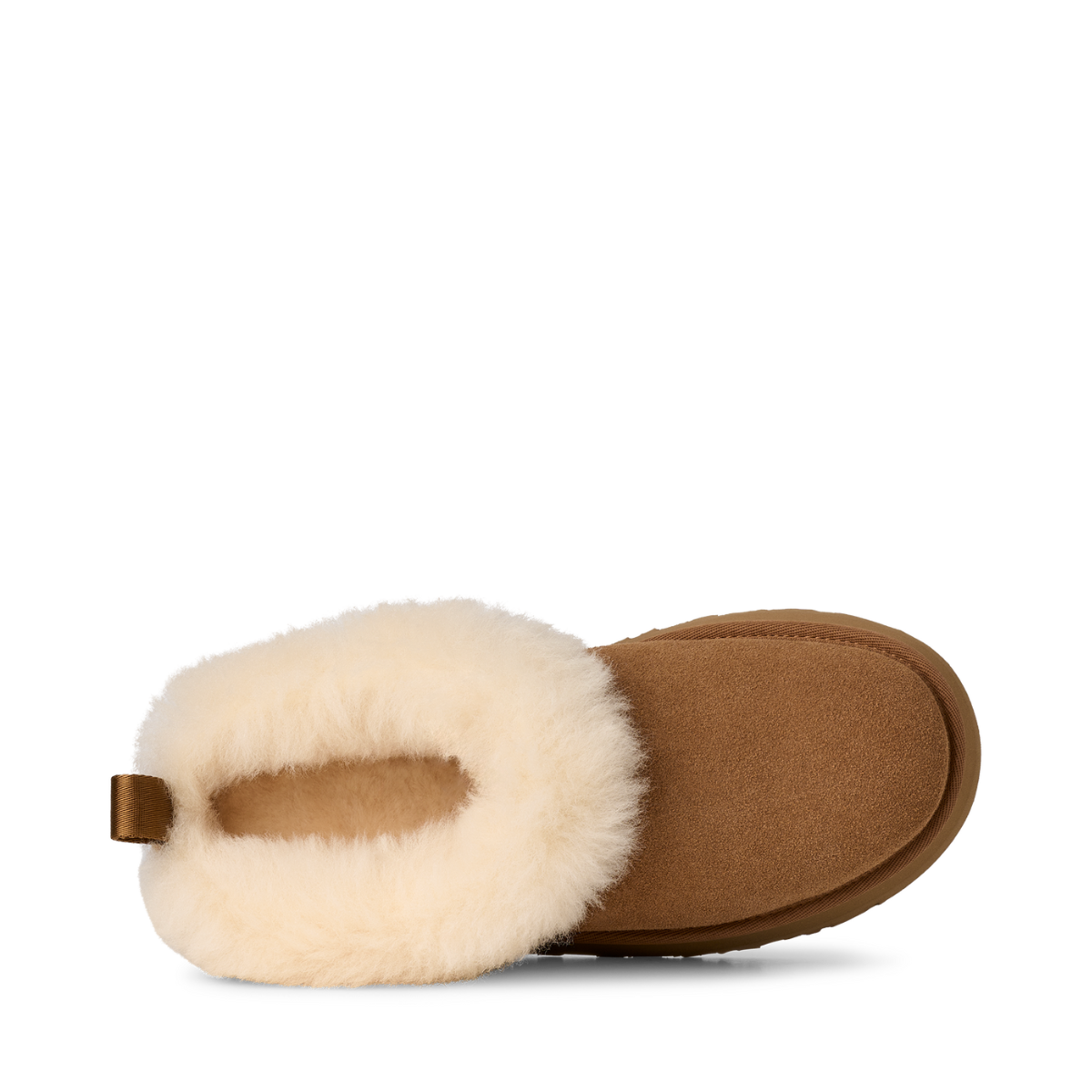W Tazzelle - CHE Chestnut